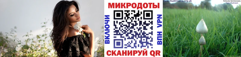 KRAKEN рабочий сайт  Кашира  Галлюциногенные грибы Psilocybe 